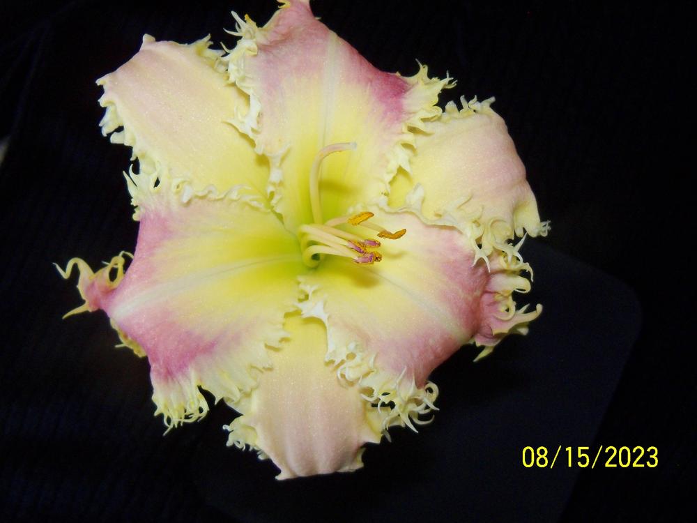 Photo of Daylily (Hemerocallis 'Manasota Key') uploaded by Avedon