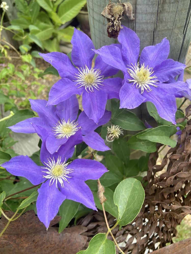 Photo of Clematis 'H.F. Young' uploaded by Calif_Sue