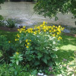Location: Hamburg, Pennsylvania
Date: 2023-07-31
plants in bloom near Schuylkill River, planted in native garden a