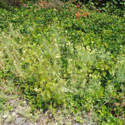 Location: Reading, Pennsylvania
Date: 2023-07-20
growing as weed in a poor patch of English-Ivy groundcover at a p