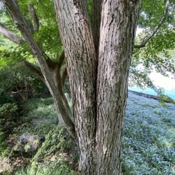 Location: Missouri Botanical Garden in St Louis
Date: 2023-08-14
Katsura bark detail