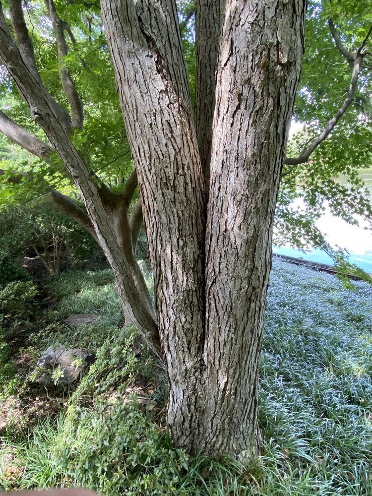 Photo of Katsura Tree (Cercidiphyllum japonicum) uploaded by SL_gardener