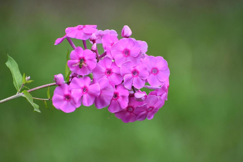 Photo of Phloxes (Phlox) uploaded by pixie62560