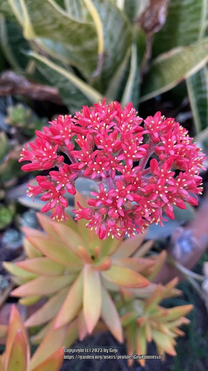 Photo of Propeller Plant (Crassula perfoliata var. falcata) uploaded by GigiPlumeria