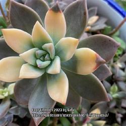 Location: My garden in Tampa, Florida
Date: 2023-08-16
My variegated graptopetalum. This is the momma plant of all the c