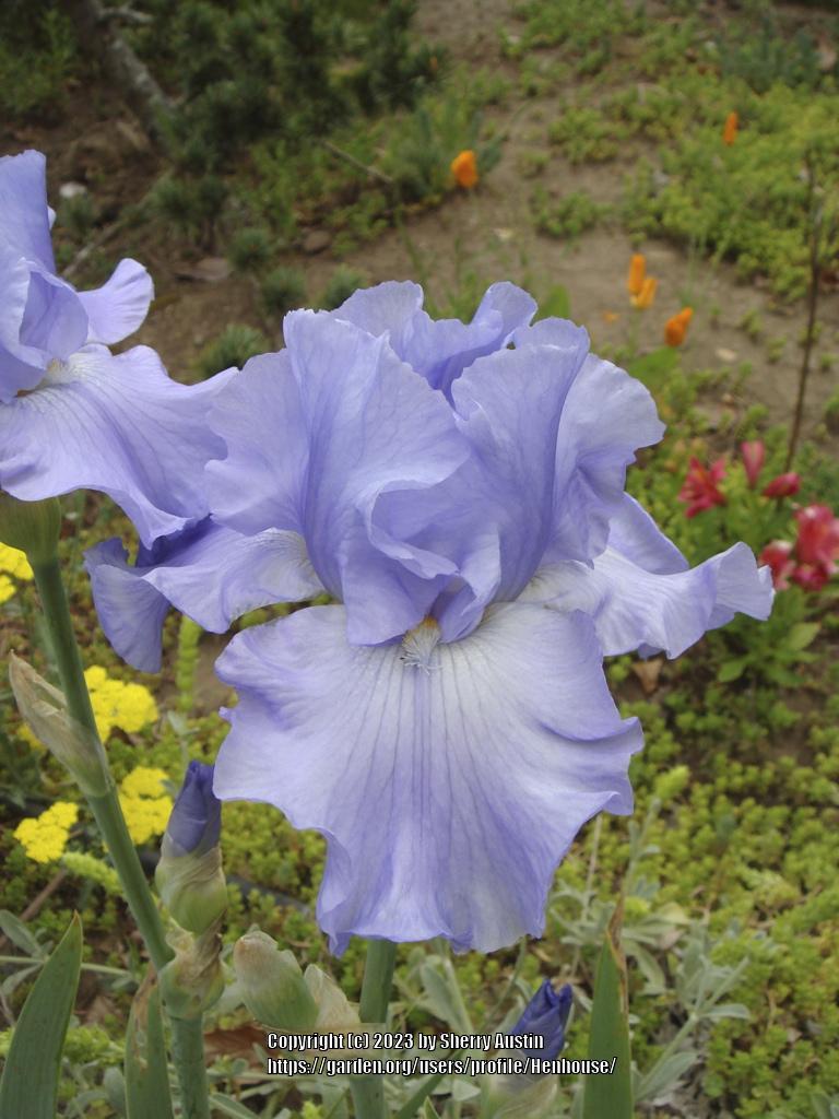 Photo of Tall Bearded Iris (Iris 'Big Sky') uploaded by Henhouse