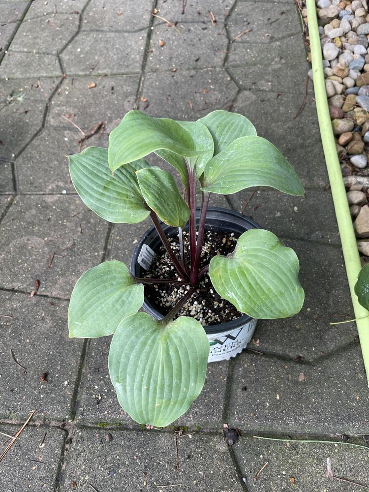 Photo of Hosta 'Calm Before the Storm' uploaded by Rose1656