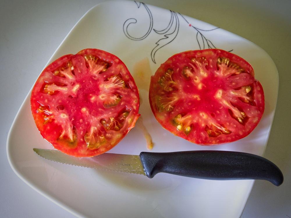Photo of Tomato (Solanum lycopersicum 'Aker's West Virginia') uploaded by frankrichards16