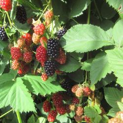 Location: Toronto, Ontario
Date: 2023-08-14
Blackberry (Rubus 'Black Satin').