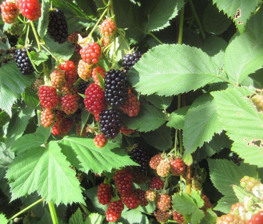 Photo of Blackberry (Rubus 'Black Satin') uploaded by janelp_lee
