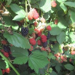 Location: Toronto, Ontario
Date: 2023-08-14
Blackberry (Rubus 'Black Satin').