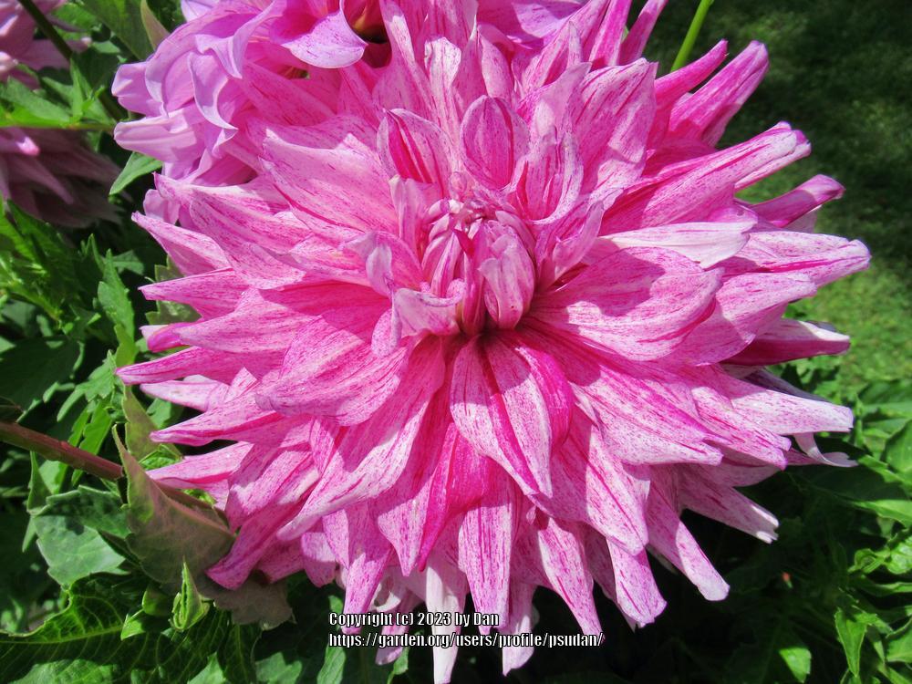 Photo of Dahlia 'AC Paint' uploaded by psudan