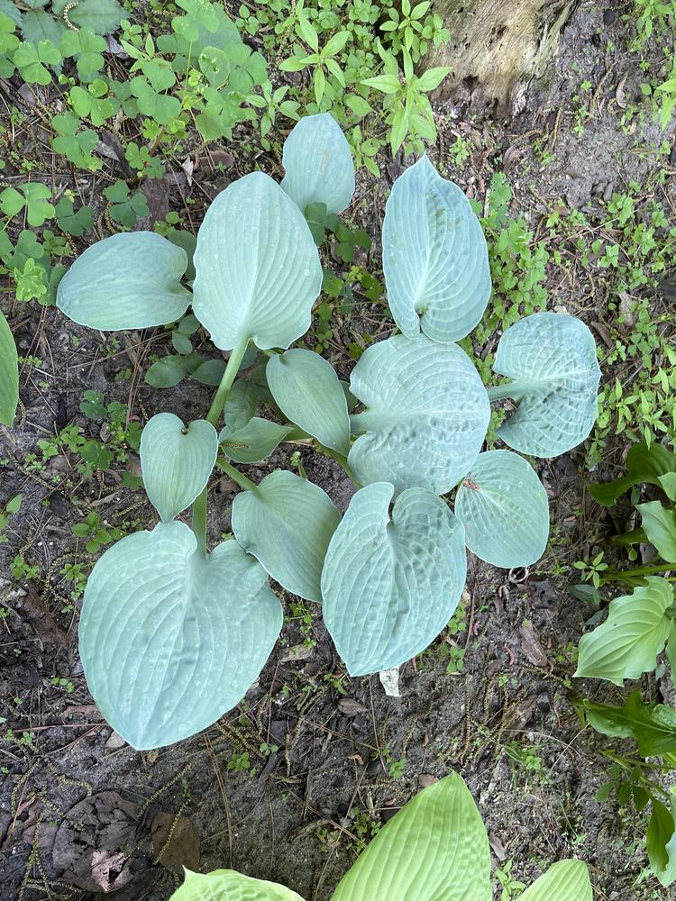 Photo of Hosta 'Lakeside Foot Prints' uploaded by Rose1656