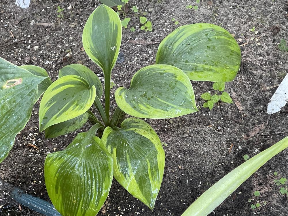 Photo of Hosta 'Sir Prize' uploaded by Rose1656