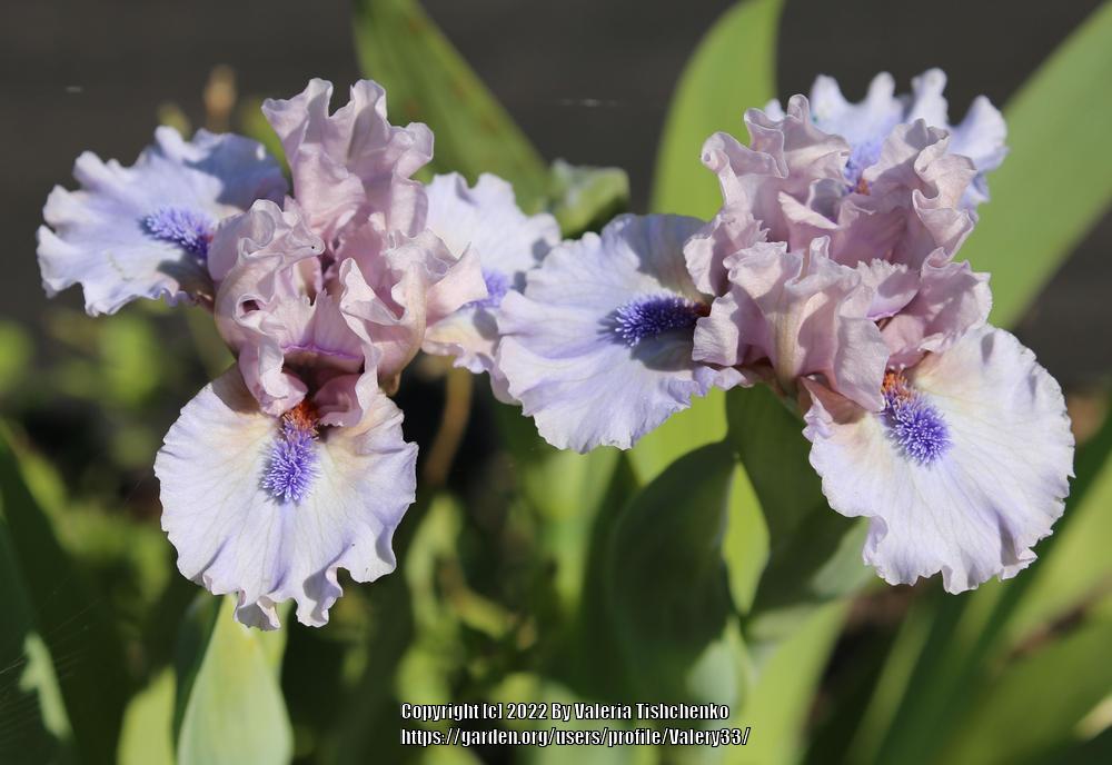 Photo of Standard Dwarf Bearded Iris (Iris 'Breathtaking') uploaded by Valery33