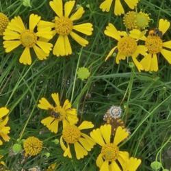 Location: Southern Pines, NC
Date: August 17, 2023
Sneezeweed  #27; RAB p. 1133, 179-75-6; MBG, "Genus from the Gree