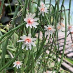 Location: Horticult Greenhouse
Date: 2020-07-07
Rhipsalis puniceodiscus blooming
