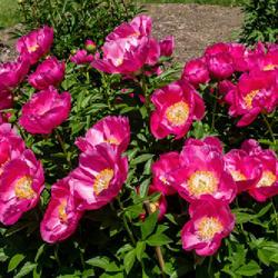 Location: W E Upjohn Peony Garden, Nichols Arboretum, Ann Arbor
Date: 2023-05-25
A single plant (planted fall 2016; photographed spring 2023) of t