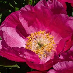 Location: W E Upjohn Peony Garden, Nichols Arboretum, Ann Arbor
Date: 2023-05-25
A typical mature bloom, which has retained a cupped shape.