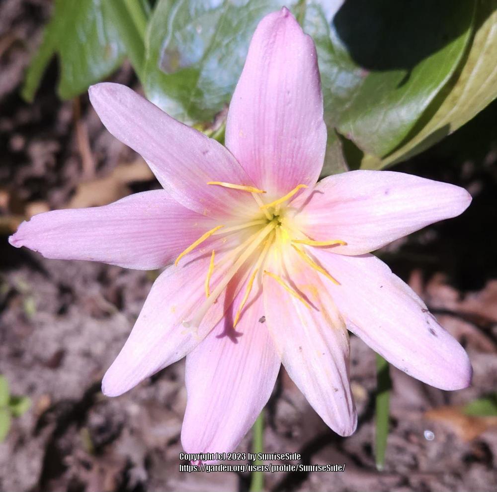 Photo of Zephyr Lily (Zephyranthes rosea) uploaded by SunriseSide