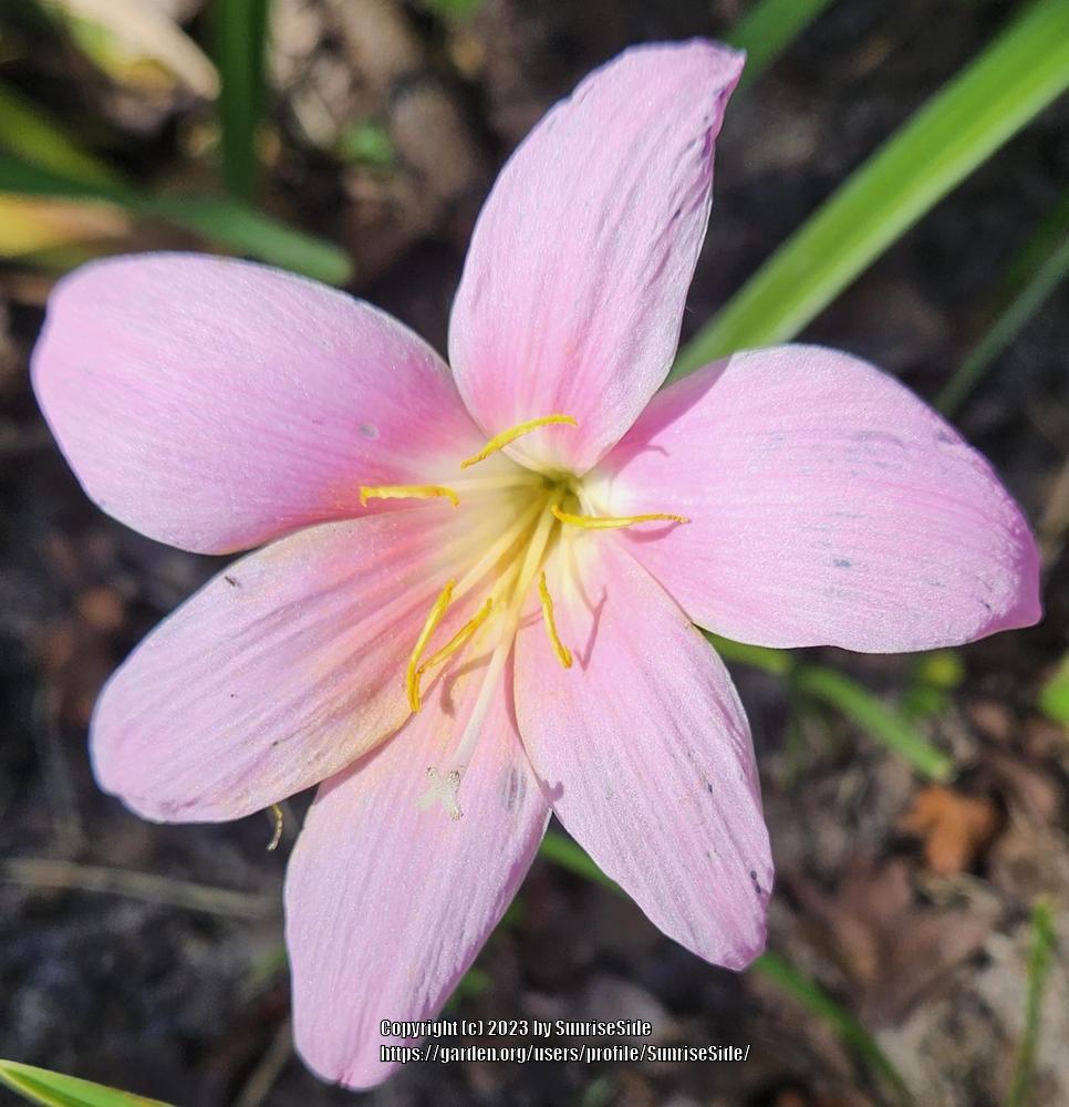Photo of Zephyr Lily (Zephyranthes rosea) uploaded by SunriseSide