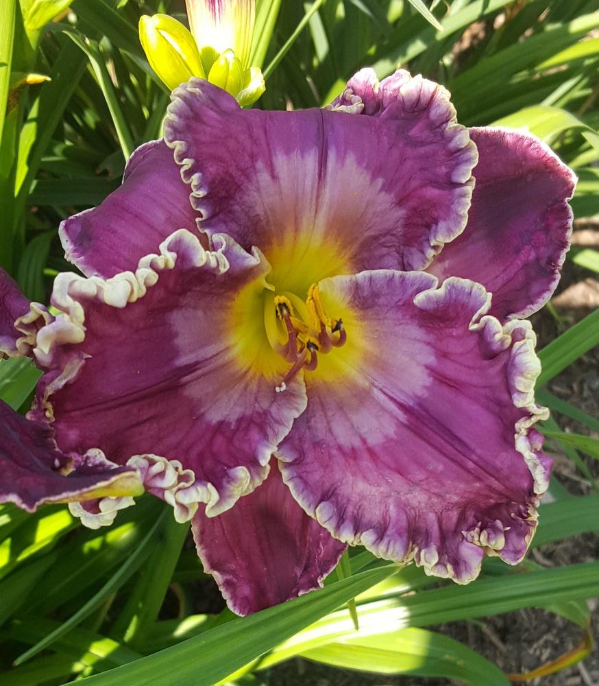Photo of Daylily (Hemerocallis 'Triumphal Procession') uploaded by AlistairS