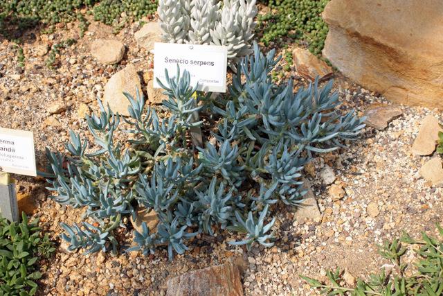 Photo of Blue Chalksticks (Curio repens) uploaded by RuuddeBlock