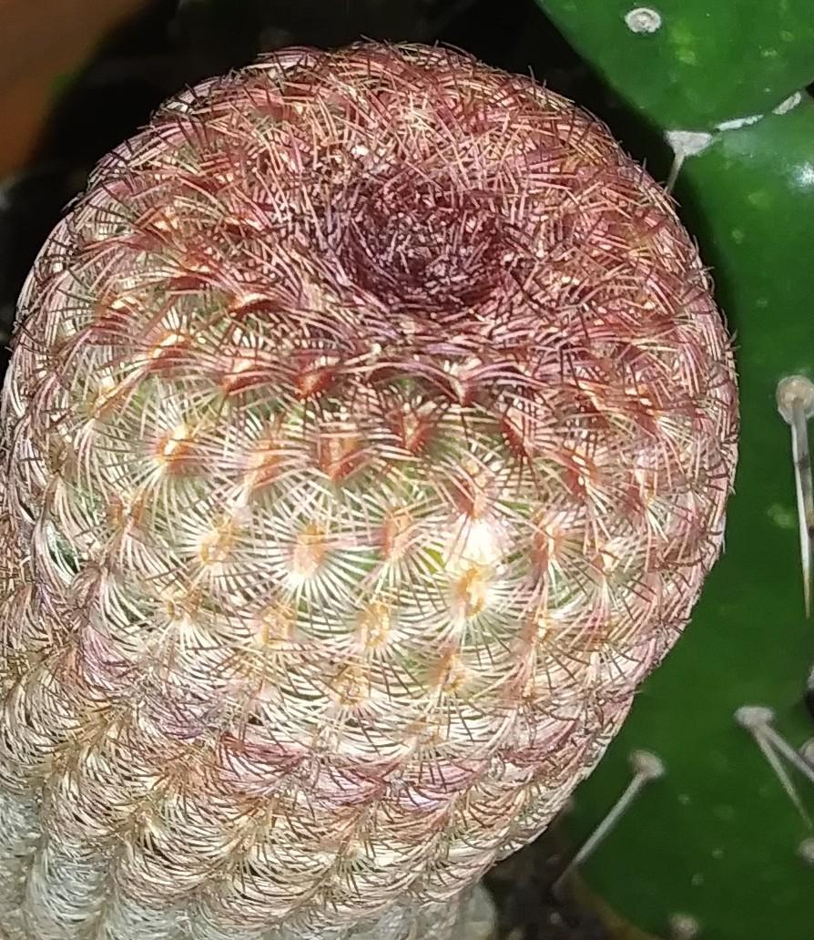 Photo of Arizona Ruby Rainbow Hedgehog Cactus (Echinocereus rigidissimus subsp. rubispinus) uploaded by purpleinopp