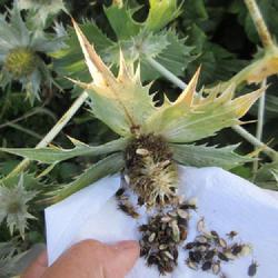 Location: Toronto, Ontario
Date: 2023-08-19
Miss Willmott's Ghost (Eryngium giganteum) seeds harvesting.
