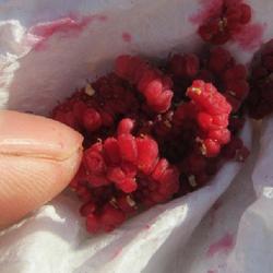 Location: Toronto, Ontario
Date: 2023-08-19
Purple-flowering raspberry (Rubus odoratus) harvest fruit for see