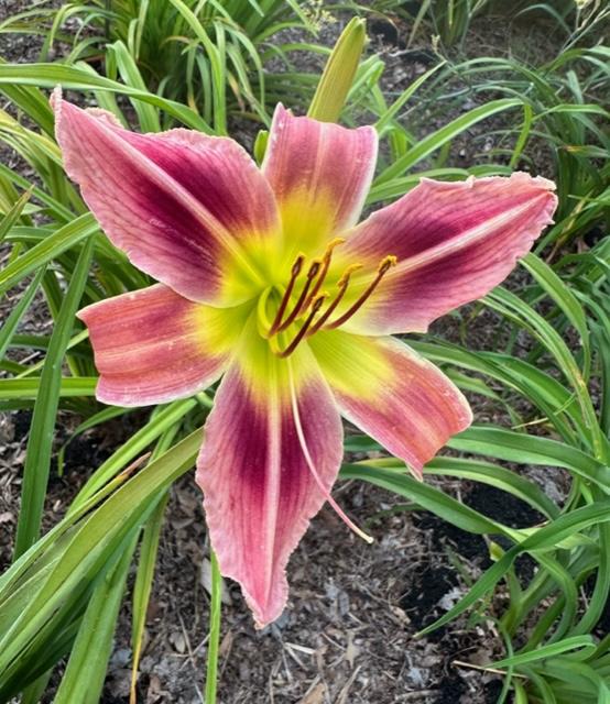Photo of Daylily (Hemerocallis 'Snake in the Grass Boo') uploaded by jkporter