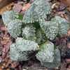 Haworthia ’Mordor’ will improve with darker patterns in highe