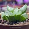 Haworthia pygmaea 'Ice City' is a mutant form with large extended