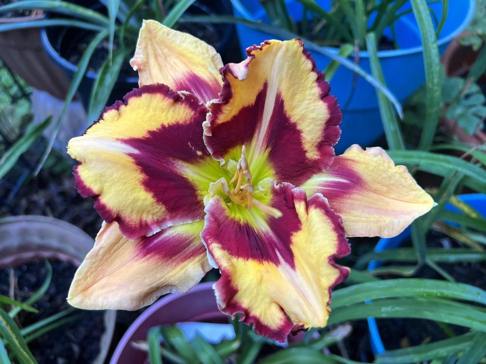 Photo of Daylily (Hemerocallis 'Don't Touch That') uploaded by Pat236