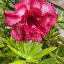 Location: My garden in Tampa, Florida
Date: 2023-08-20
My grafted desert rose.