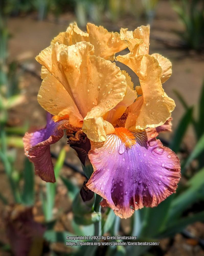 Photo of Tall Bearded Iris (Iris 'Grand Canyon Sunset') uploaded by Gretchenlasater