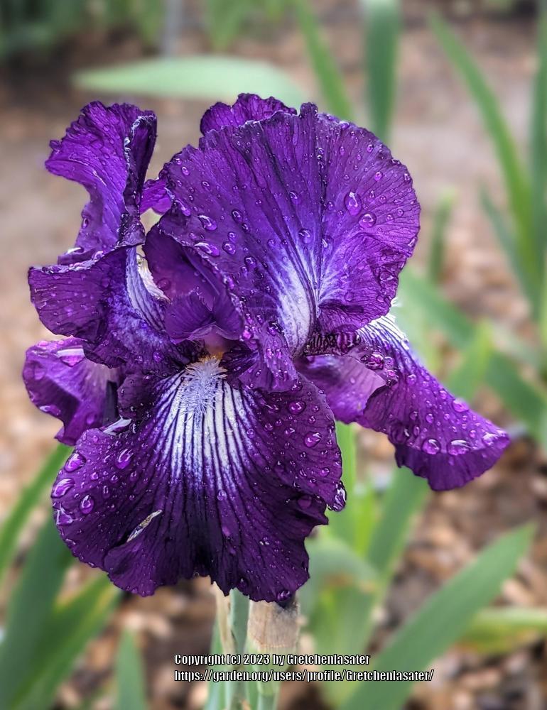 Photo of Tall Bearded Iris (Iris 'Exotic Star') uploaded by Gretchenlasater