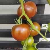 Black Prince tomatoes on the vine with permission of 