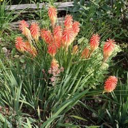 Location: My garden in Ontario, Canada
Date: 2023-08-21
All my kniphofia grow well here in my Zone 4b garden - colder tha
