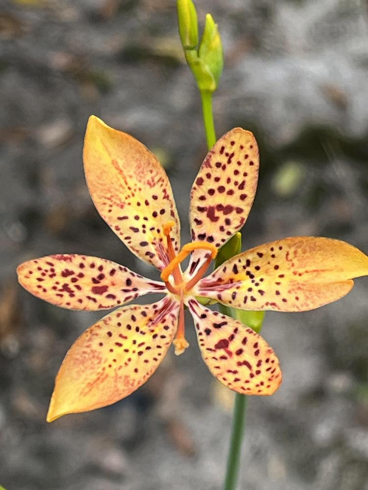 Photo of Species Iris (Iris domestica) uploaded by aikenforflowers