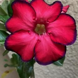 Location: My garden in Tampa, Florida
Date: 2023-08-20
Bold and beautiful Red Dragon bloom.