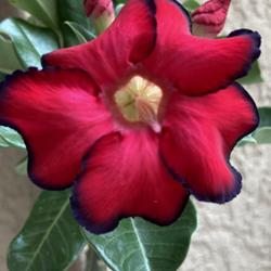 Location: My garden in Tampa, Florida
Date: 2023-08-18
Bold and beautiful, Red Dragon desert rose bloom.