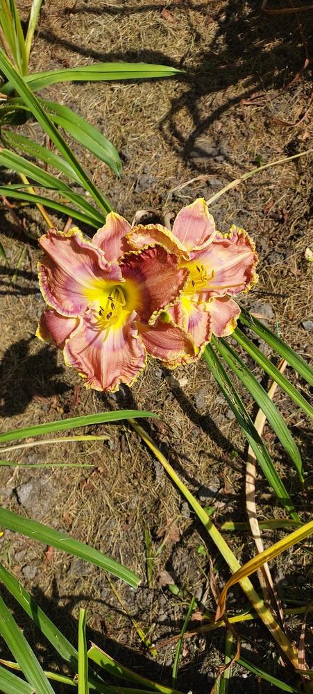 Photo of Daylily (Hemerocallis 'God Save the Queen') uploaded by pasla3