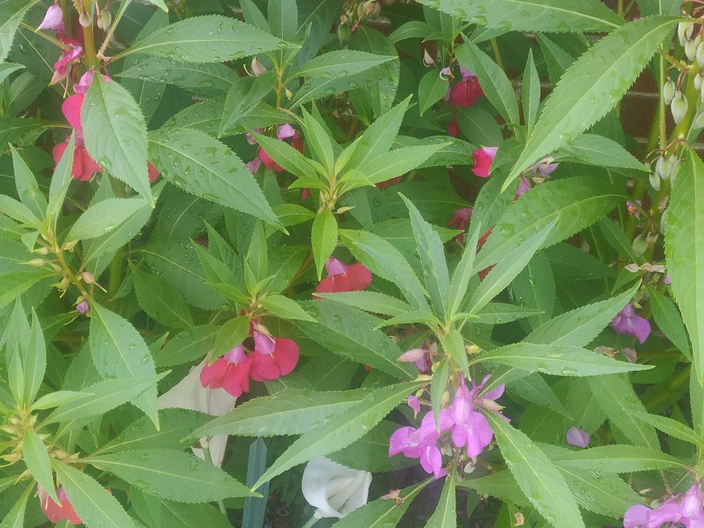 Photo of Balsam (Impatiens balsamina 'Camellia Flowered Mix') uploaded by deeel