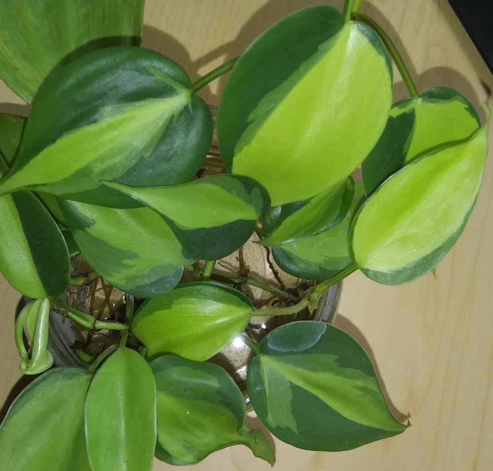 Photo of Philodendron (Philodendron hederaceum var. oxycardium 'Brasil') uploaded by purpleinopp
