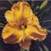 Submitted to The Daylily Journal, Vol. 50, No. 4, Winter 1995/199