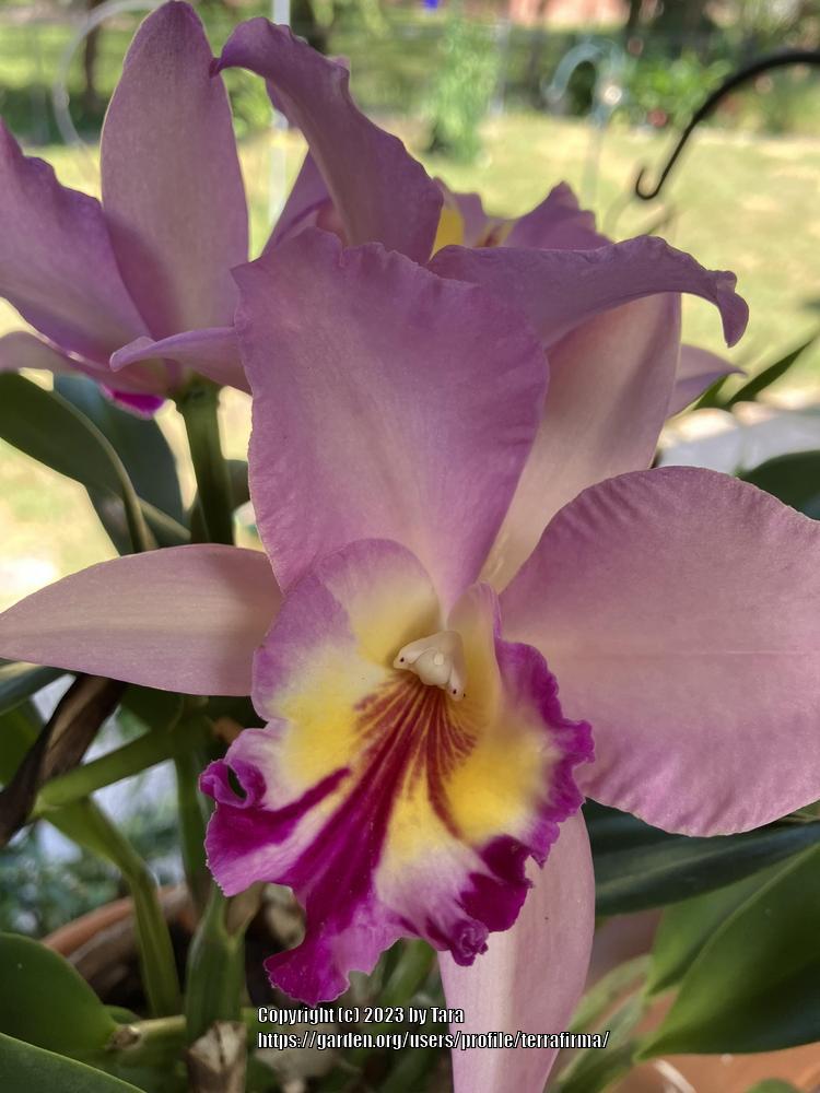 Photo of Orchid (Cattleya) uploaded by terrafirma