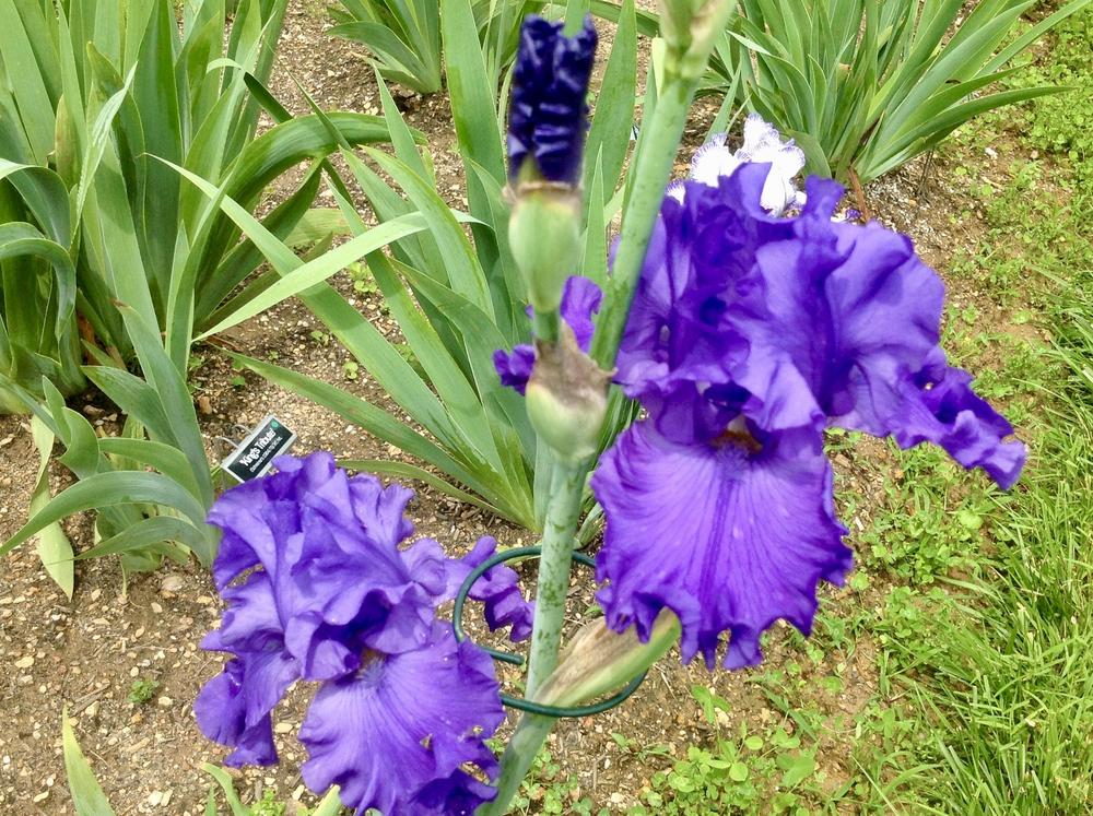 Photo of Tall Bearded Iris (Iris 'Breakers') uploaded by Davepote