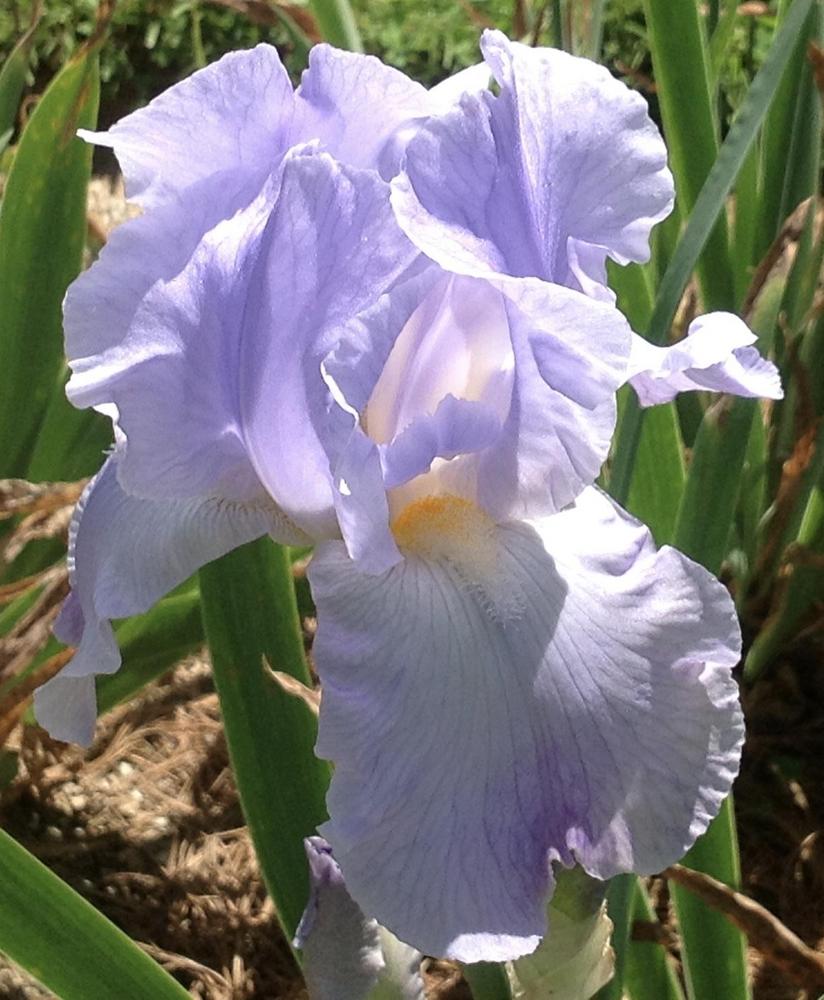 Photo of Tall Bearded Iris (Iris 'Brave Viking') uploaded by Davepote