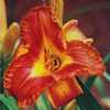 Submitted to The Daylily Journal, Vol. 51, No. 2, Summer 1996